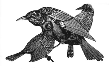 Wood Engraving Titled: Blackbirds