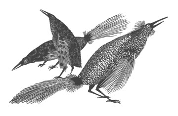 Wood Engraving Titled: Grassbirds