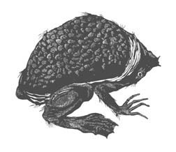 Wood Engraving Titled: Toad
